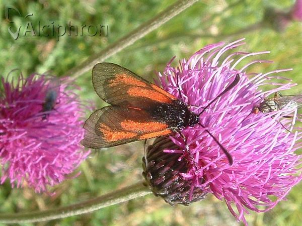 Zygaena brizae