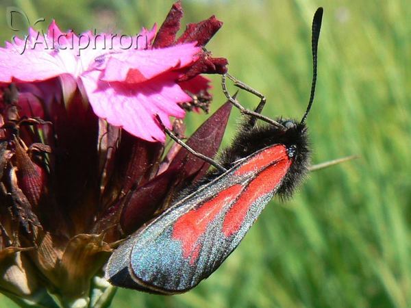 Zygaena brizae