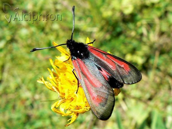 Zygaena brizae