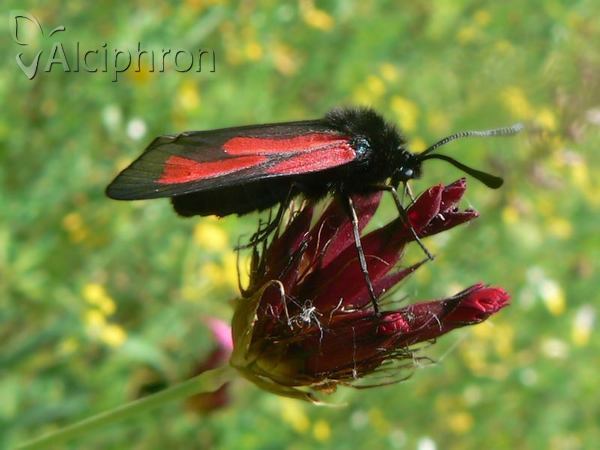 Zygaena brizae