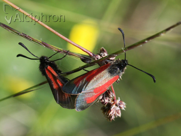 Zygaena brizae