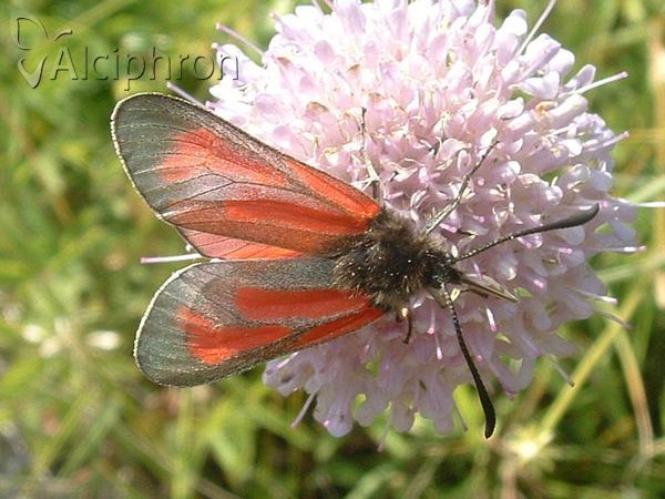 Zygaena purpuralis