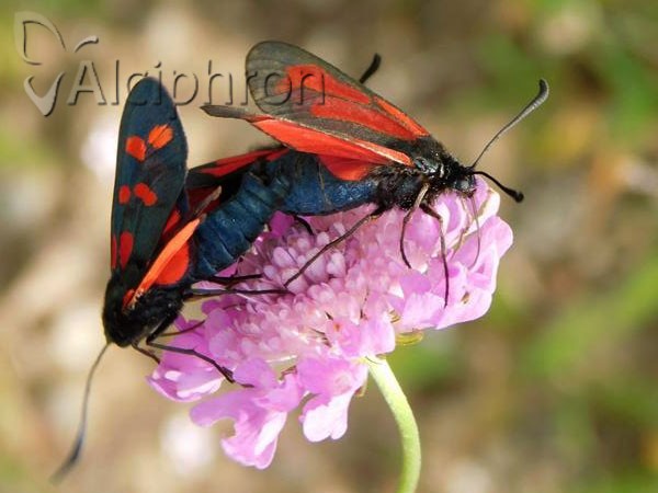 Zygaena purpuralis