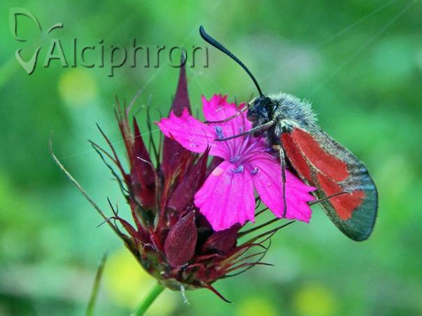 Zygaena purpuralis