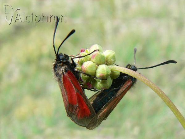 Zygaena purpuralis
