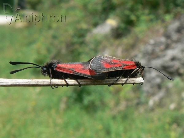 Zygaena purpuralis