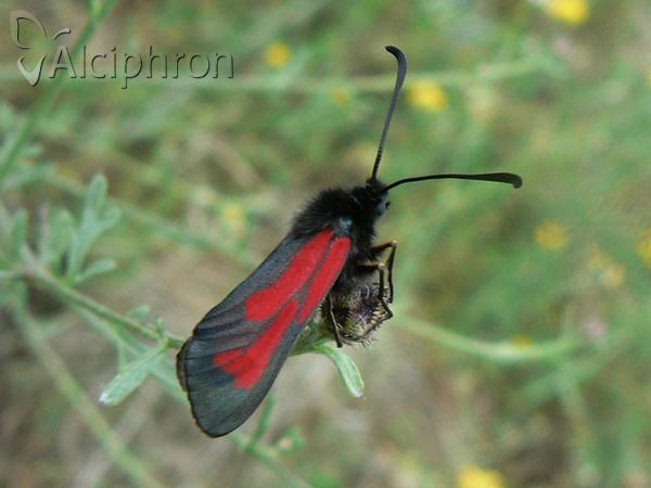 Zygaena purpuralis