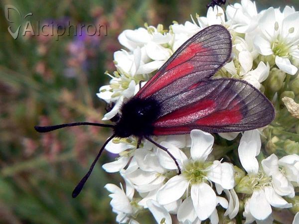 Zygaena purpuralis