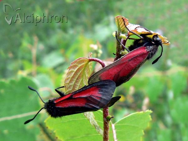 Zygaena purpuralis