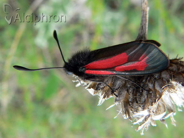 Zygaena purpuralis