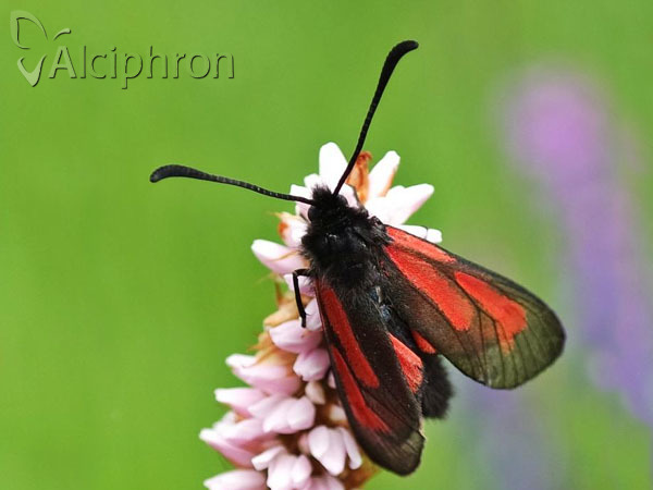 Zygaena purpuralis