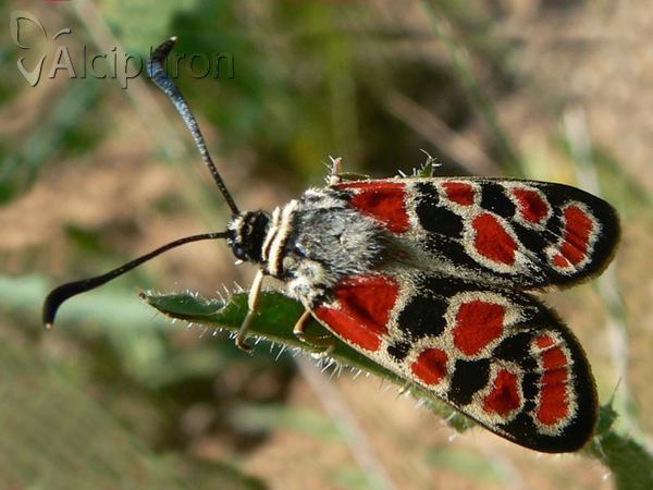 Zygaena carniolica