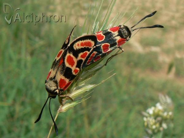 Zygaena carniolica