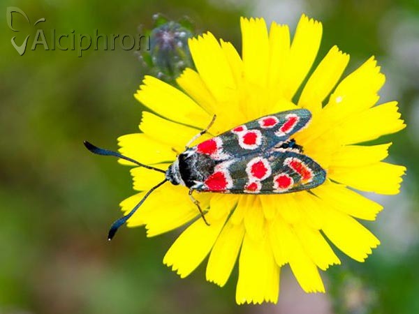 Zygaena carniolica