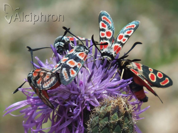Zygaena carniolica