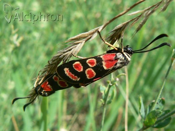 Zygaena carniolica