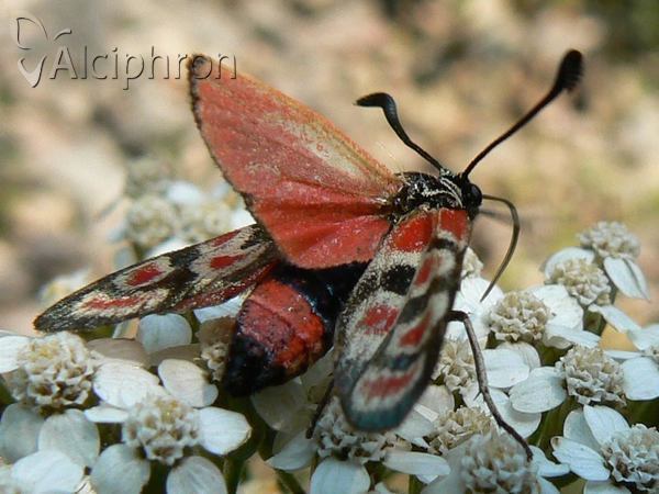 Zygaena carniolica