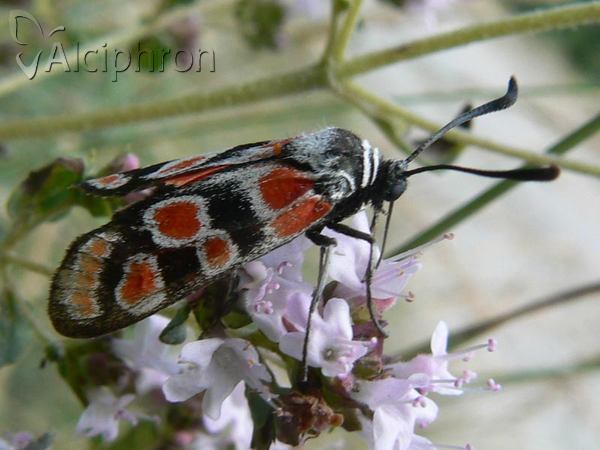 Zygaena carniolica