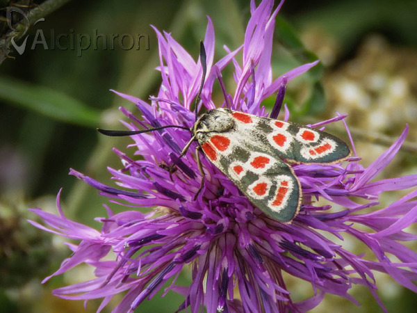Zygaena carniolica