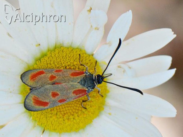Zygaena loti
