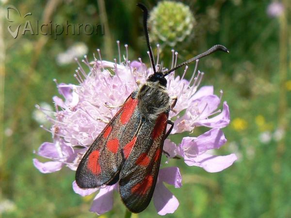 Zygaena loti