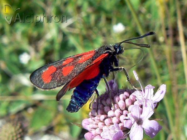 Zygaena loti