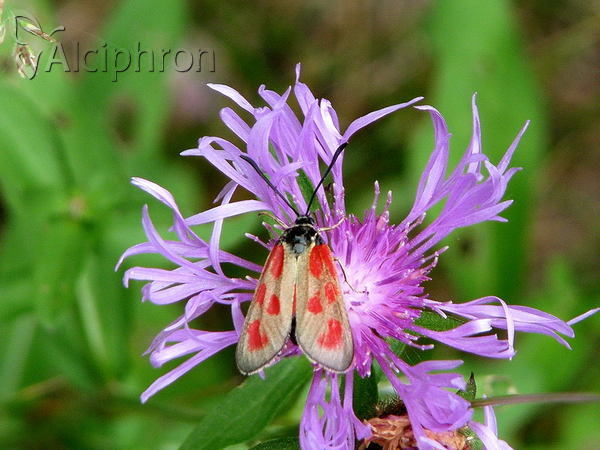 Zygaena loti