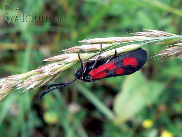 Zygaena loti