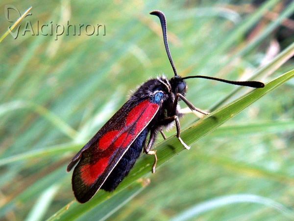 Zygaena loti