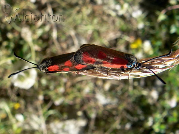 Zygaena loti
