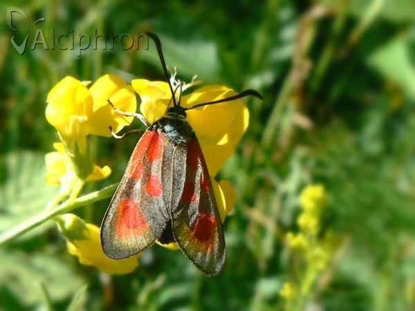 Zygaena loti