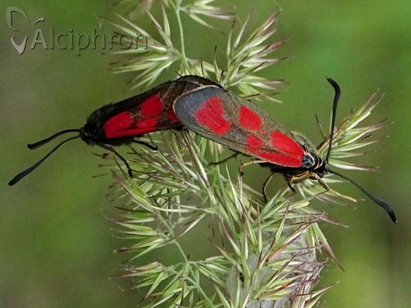 Zygaena loti