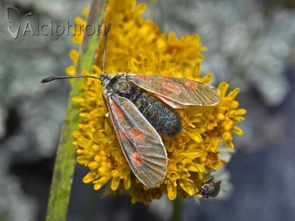 Zygaena exulans