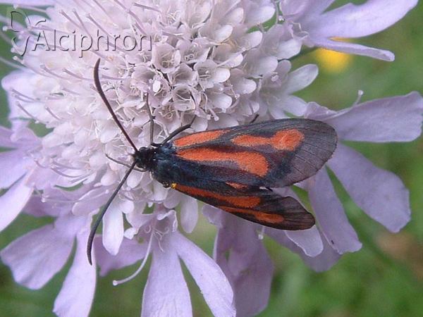 Zygaena osterodensis