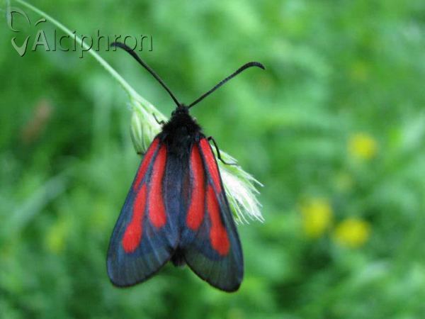 Zygaena osterodensis
