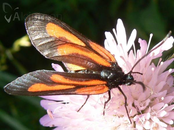 Zygaena osterodensis