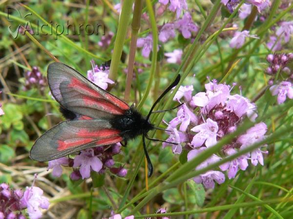 Zygaena osterodensis