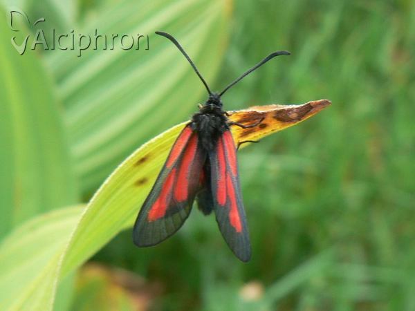 Zygaena osterodensis