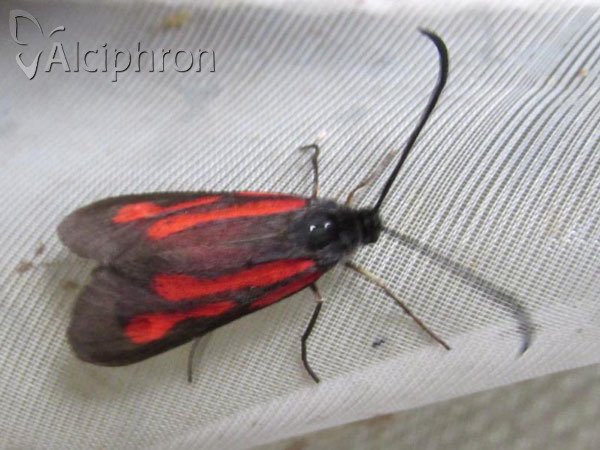 Zygaena osterodensis