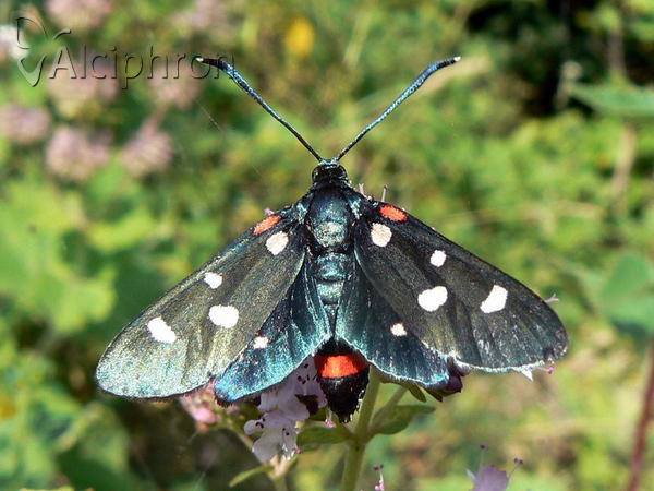 Zygaena ephialtes