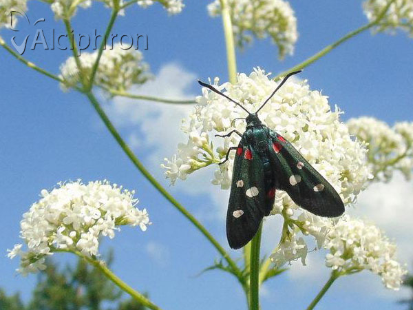Zygaena ephialtes