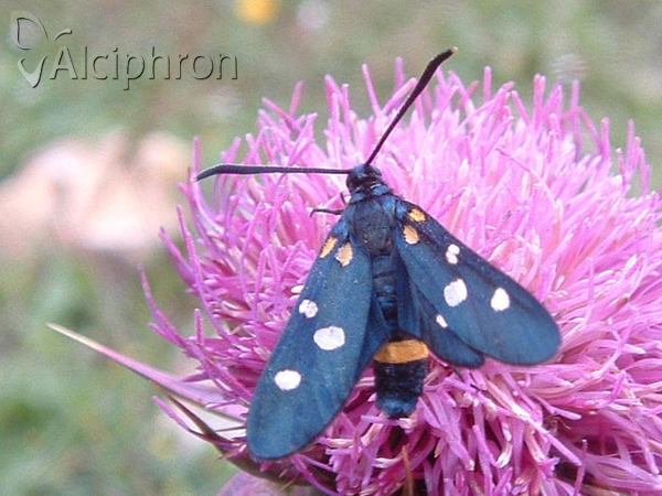 Zygaena ephialtes
