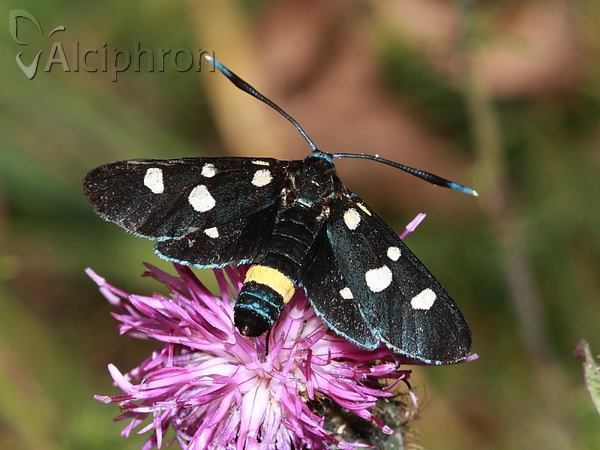 Zygaena ephialtes