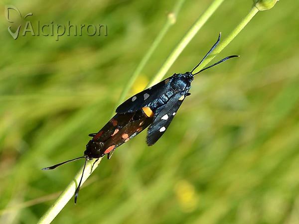 Zygaena ephialtes
