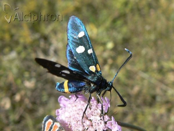 Zygaena ephialtes