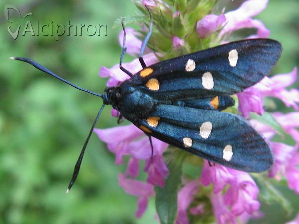 Zygaena ephialtes