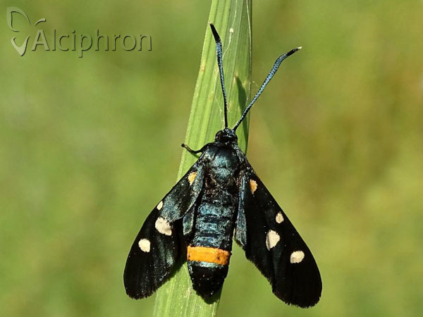 Zygaena ephialtes