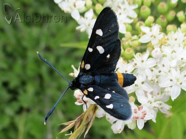 Zygaena ephialtes