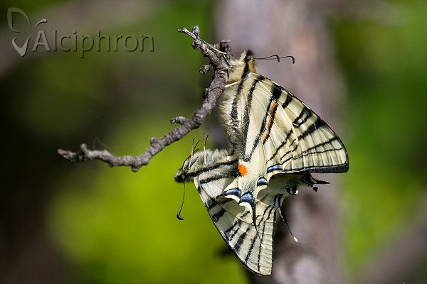 Iphiclides podalirius