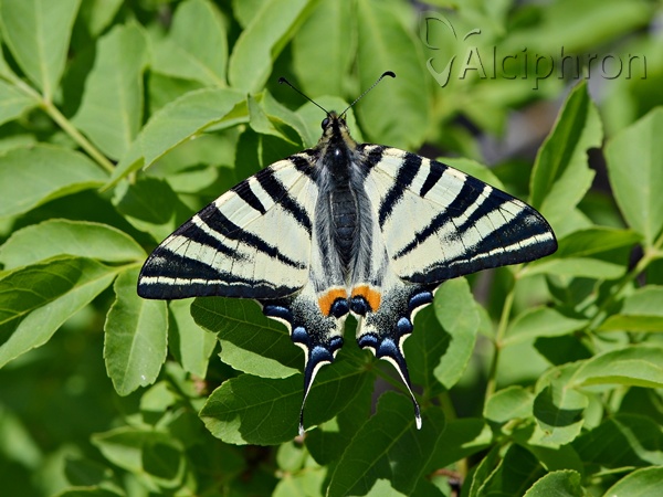 Iphiclides podalirius